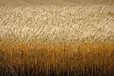 A field of wheat is pictured near Cremona, Alta., Tuesday, Sept. 6, 2022. Canada’s agricultural land is under increasing pressure as demand for food grows domestically and internationally while the industry grapples with limited resources and environmental constraints, a new report found.