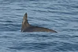 In this photo courtesy of the Sea Shepherd Conservation Society, a vaquita marina swims in the Biosphere Reserve of the Upper Gulf of California and Colorado River Delta, in the Sea of Cortez, Mexico, May 20, 2023. Experts on the expedition estimate they saw between 10 and 13 of the porpoises during nearly two weeks of sailing in May 2023 in the Gulf of California.
