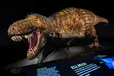 T. rex: The Ultimate Predator is organized by the American Museum of Natural History, New York